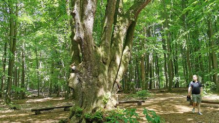 Fünffingerlinde im Riesewohld