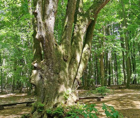 Fünffingerlinde im Riesewohld