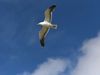 Fliegende Möwe vor blauem Himmel