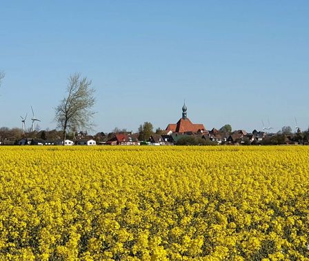 Rapsfeld vor Wesselburen