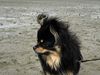 Kleiner Hund auf Wattboden
